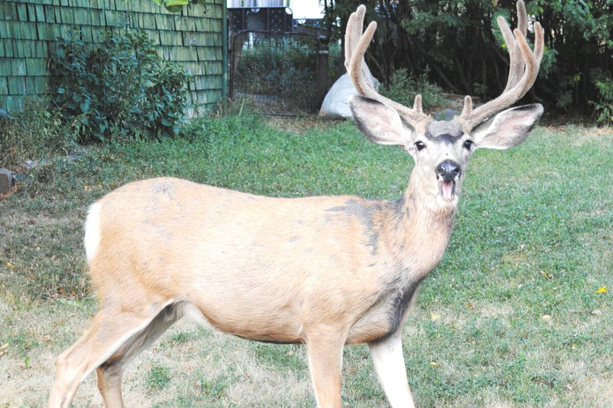 Island conservation officers investigate after 4 deer shot with arrows